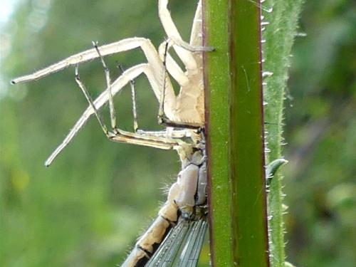 Réf. 281 892 : Coenagrion sp.